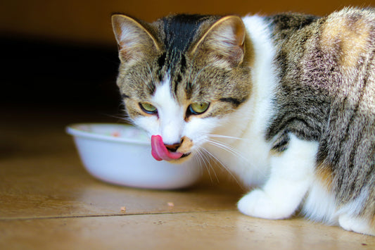 Gesund-glücklich-Warum-hochwertige-Katzennahrung-so-wichtig-ist Happy Little Paws