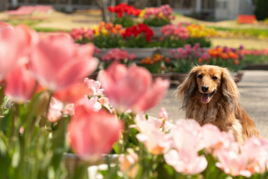 5-Must-haves-für-jeden-Hund-im-Frühling-Unsere-Empfehlungen Happy Little Paws