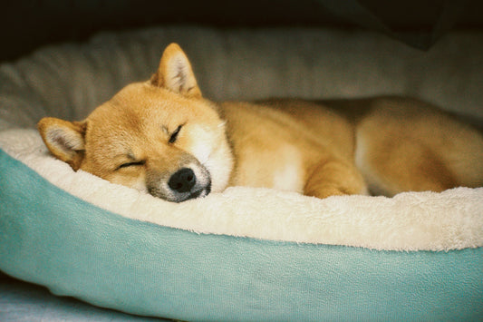 So-findest-du-das-perfekte-Hundebett-Worauf-du-beim-Kauf-achten-solltest Happy Little Paws