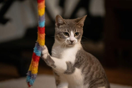 Beste Spielzeuge für Katzen im Vergleich – So bleibt Ihr Stubentiger aktiv - Happy Little Paws