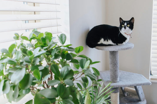 So findest du den perfekten Kratzbaum – Tipps für glückliche Katzen - Happy Little Paws
