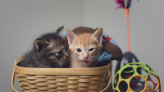 Spielzeuge für Katzen – Top 5 Ideen für geistige Fitness und Spaß - Happy Little Paws