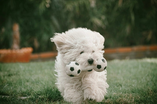 Hochwertiges Hundezubehör für bewusste Hundebesitzer - Happy Little Paws