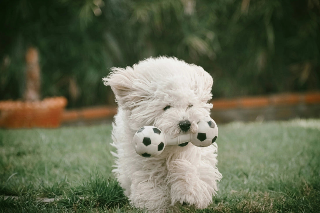 Hochwertiges Hundezubehör für bewusste Hundebesitzer - Happy Little Paws