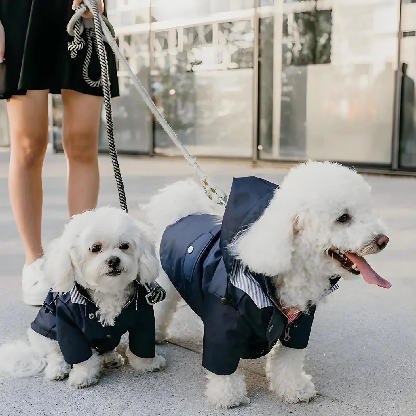 Rain jacket for dogs – stylish & waterproof