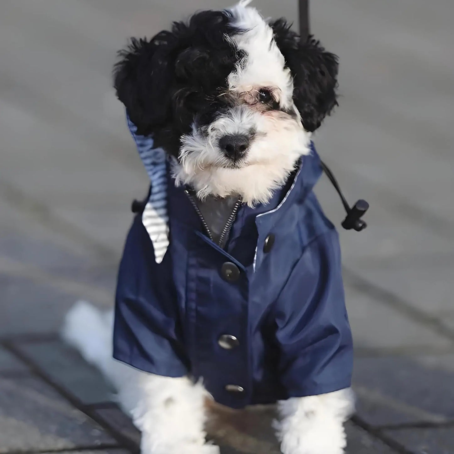 Rain jacket for dogs – stylish & waterproof