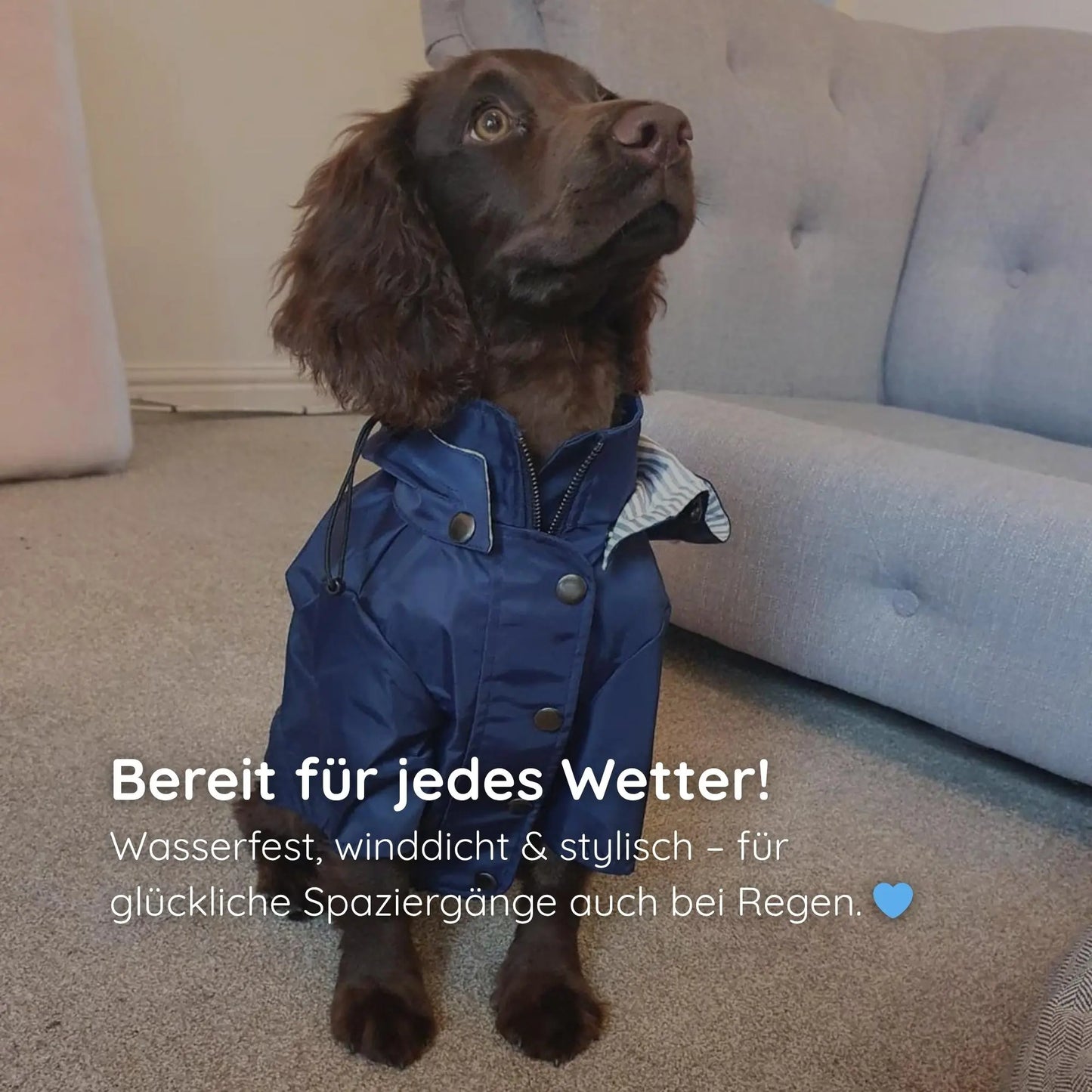 Rain jacket for dogs – stylish & waterproof