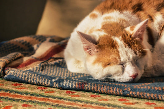 Katzenwohl-beginnt-zu-Hause-Die-wichtigsten-Accessoires-für-entspannte-Stubentiger Happy Little Paws
