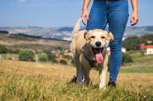 Spiel-Spaß-Bindung-Warum-gemeinsames-Spielen-mit-Ihrem-Hund-so-wichtig-ist Happy Little Paws