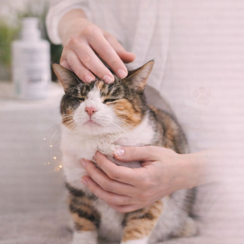 Pet care and grooming
