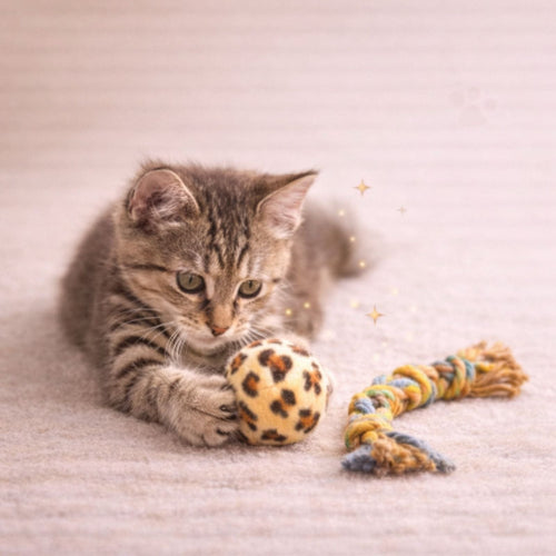 Toys & Activities