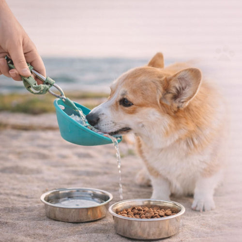 Drinking and feeding accessories