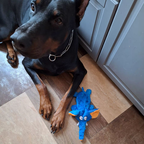Kundenfoto 3 mit Hund von Happy Little Paws