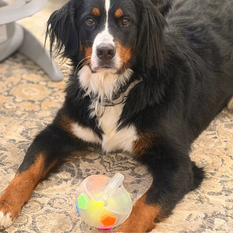 Kundenfoto 7 mit Hund von Happy Little Paws