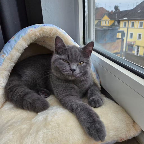Kundenfoto 9 mit Hund von Happy Little Paws