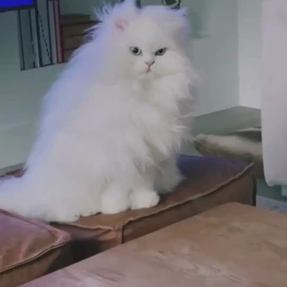 Fellentferner Roller – Selbstreinigend & Wiederverwendbar